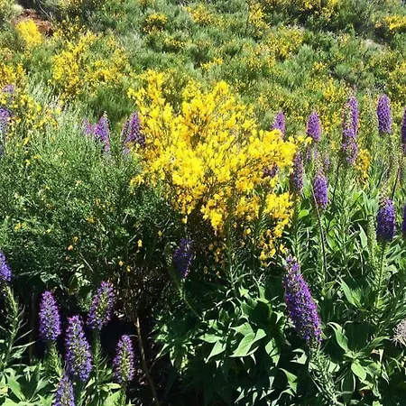 Charming House Διαμέρισμα Santana (Madeira)