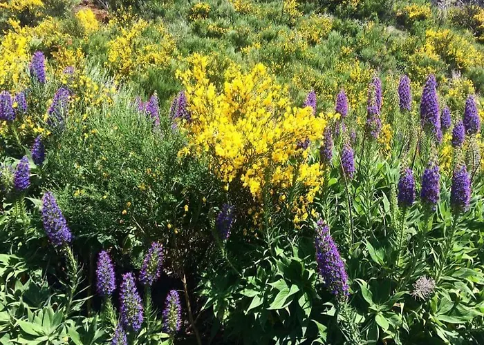 Charming House Apartament Santana (Madeira)